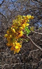 Senna galeottiana