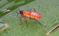 Dysdercus
