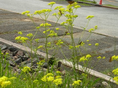Patrinia scabiosifolia