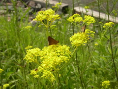 Patrinia scabiosifolia