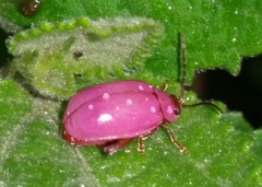 Asphaera