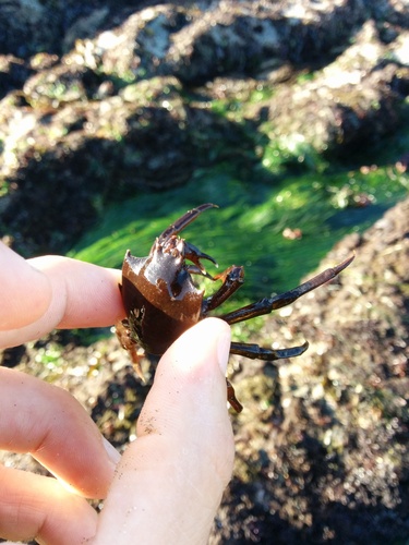 Pugettia producta