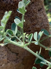 Indigofera pechuelii
