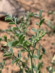 Indigofera pechuelii