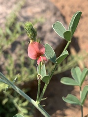 Indigofera pechuelii
