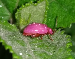 Asphaera
