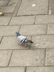 Columba livia domestica