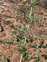 Indigofera pechuelii