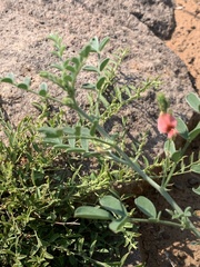 Indigofera pechuelii