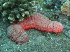 Holothuria edulis