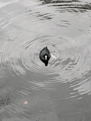 Fulica atra