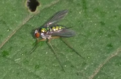 Dolichopodidae