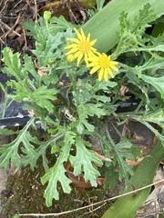 Senecio squalidus