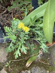 Senecio squalidus