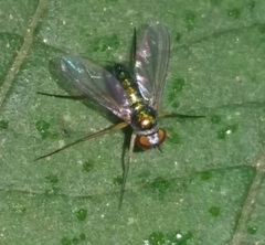 Dolichopodidae