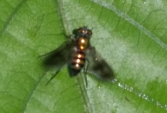 Dolichopodidae