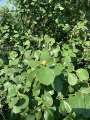 Cordia monoica