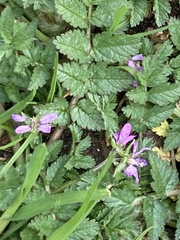 Erodium moschatum