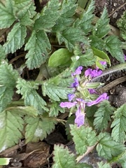 Erodium moschatum