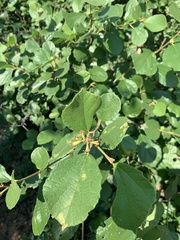 Cordia monoica