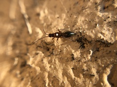 Pseudoxenetus