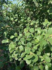 Cordia monoica