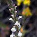 Coulter's Snapdragon - Photo (c) Wayfinder_73, some rights reserved (CC BY-NC-ND)