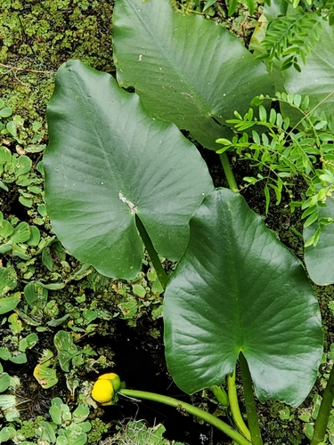 Nymphaeaceae image