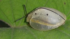 Mesomphaliini