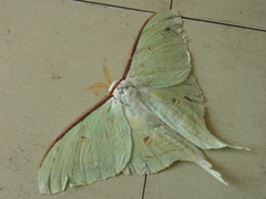 Actias aliena