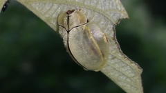 Mesomphaliini