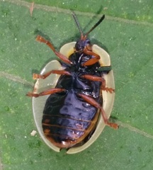 Mesomphaliini