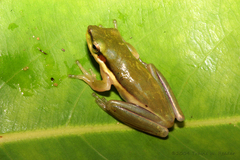 Litoria bicolor