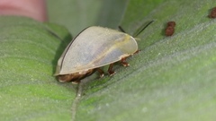 Mesomphaliini