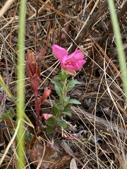 Oenothera deserticola
