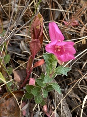 Oenothera deserticola