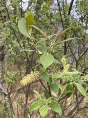 Salix paradoxa