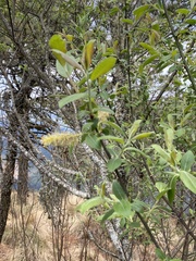 Salix paradoxa
