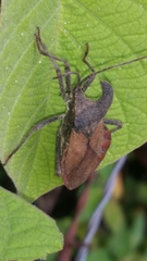 Menenotus lunatus