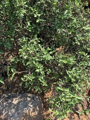 Coptosperma zygoon