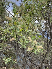 Salix paradoxa