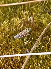 Apogonalia fraterna