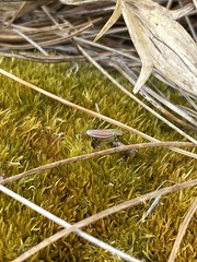 Apogonalia fraterna