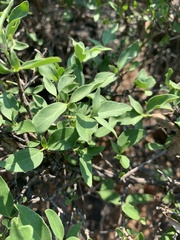 Coptosperma zygoon