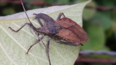 Menenotus lunatus
