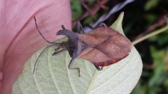 Menenotus lunatus