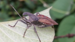 Menenotus lunatus
