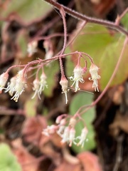 Heuchera longipetala