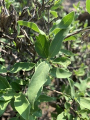 Coptosperma zygoon