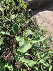 Coptosperma zygoon